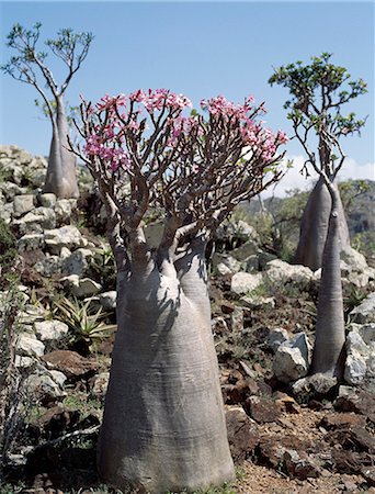 simsearch:862-03437916,k - A Socotran Desert Rose in flower on a rocky outcrop in the Haghir Mountains. Although Desert roses are widespread in Arabia and Africa, the Socotran sub species is larger and has a more swollen trunk than those found elsewhere Foto de stock - Con derechos protegidos, Código: 862-03821070