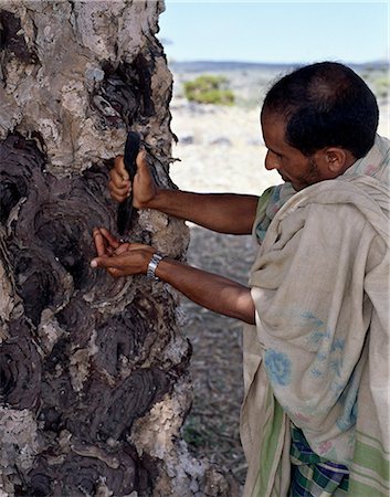 simsearch:862-03437916,k - Dragons Blood Trees are endemic to Socotra Island and flourish above 3,000 feet.Men harvest the bright red resin of the Dragons blood Tree every three to four years. Once known as Indian Cinnabar, its used as a natural dye. Foto de stock - Con derechos protegidos, Código: 862-03821071
