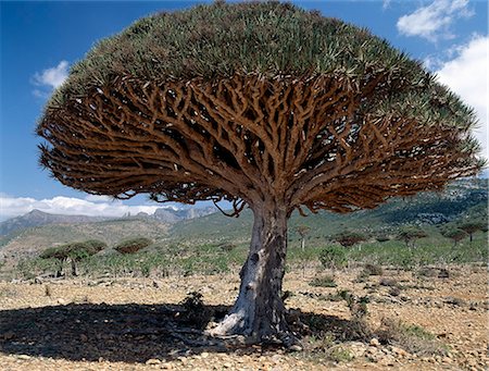 simsearch:862-03437916,k - Dragons Blood Trees are endemic to Socotra Island and flourish above 3,000 feet.Men harvest the bright red resin of the Dragons blood Tree every three to four years. Once known as Indian Cinnabar,  its used as a natural dye. Foto de stock - Con derechos protegidos, Código: 862-03821073