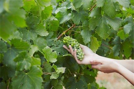 Woman holding grapes at Sandalford Winery, Swan Valley, Perth, Western Australia, Australia Stock Photo - Rights-Managed, Code: 862-03887086