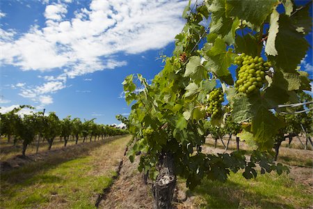 Vineyards of Cullen wine estate, Margaret River, Western Australia, Australia Stock Photo - Rights-Managed, Code: 862-03887117