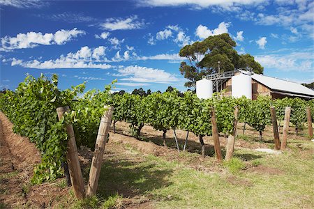 Vineyards of Cullen wine estate, Margaret River, Western Australia, Australia Stock Photo - Rights-Managed, Code: 862-03887118