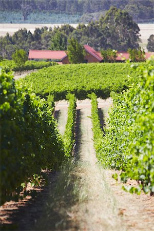 Vignobles de cave de Picardie, Pemberton, Australie-occidentale, Australie Photographie de stock - Rights-Managed, Code: 862-03887154