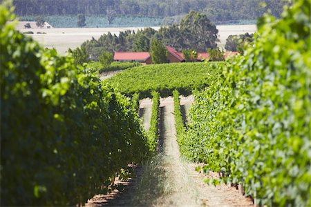 Vineyards in Picardy winery, Pemberton, Western Australia, Australia Stock Photo - Rights-Managed, Code: 862-03887155