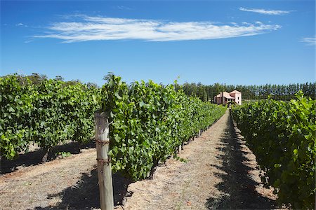 pemberton - Vineyards in Picardy winery, Pemberton, Western Australia, Australia Fotografie stock - Rights-Managed, Codice: 862-03887156