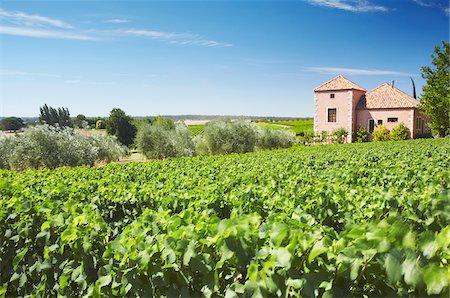 Vineyards of Picardy winery, Pemberton, Western Australia, Australia Stock Photo - Rights-Managed, Code: 862-03887151