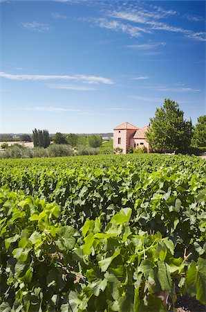 Vineyards in Picardy winery, Pemberton, Western Australia, Australia Stock Photo - Rights-Managed, Code: 862-03887152