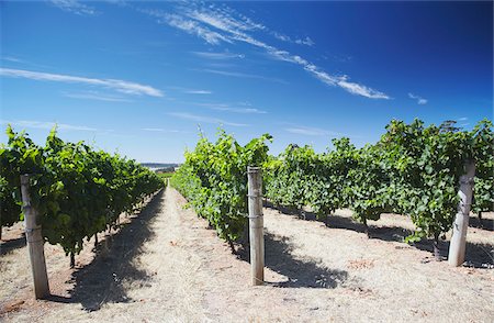 Vineyards in Picardy winery, Pemberton, Western Australia, Australia Stock Photo - Rights-Managed, Code: 862-03887153