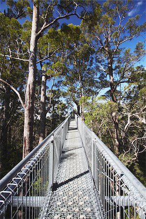 simsearch:862-03887261,k - Treetop Walk dans la vallée des géants, Walpole, Australie-occidentale, Australie Photographie de stock - Rights-Managed, Code: 862-03887169