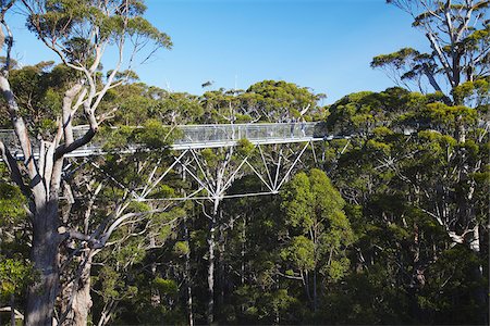 simsearch:862-03887261,k - Personnes marchant sur Treetop Walk dans la vallée des géants, Walpole, Australie-occidentale, Australie Photographie de stock - Rights-Managed, Code: 862-03887174