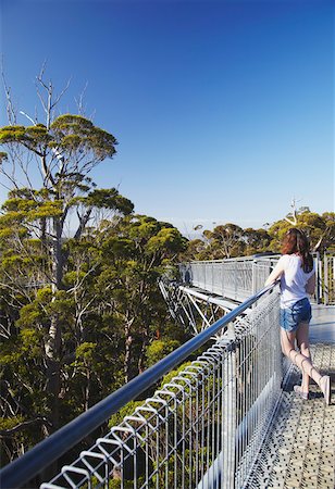simsearch:862-03887261,k - Femme sur Treetop Walk dans la vallée des géants, Walpole, Australie-occidentale, Australie Photographie de stock - Rights-Managed, Code: 862-03887173