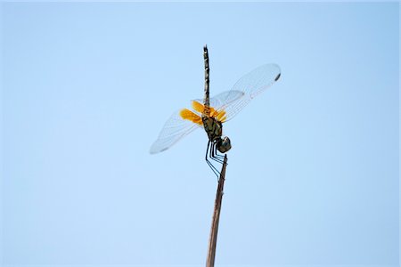 simsearch:862-03361282,k - Botswana, Okavango. A Dragonfly perches acrobatically on the end of a reed. Stock Photo - Rights-Managed, Code: 862-03887347