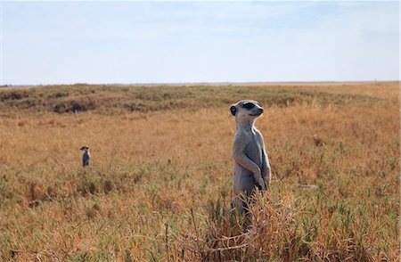 désert de kalahari - Botswana, Makgadikgadi. Suricates surveillent des prédateurs dans les herbes sèches de la Makgadokgadi. Photographie de stock - Rights-Managed, Code: 862-03887355