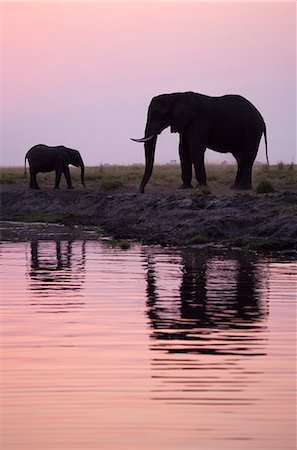 fleuve chobe - Botswana, Chobe. Deux éléphants sont reflètent dans les eaux de la rivière Chobe dans la lumière du soir. Photographie de stock - Rights-Managed, Code: 862-03887353