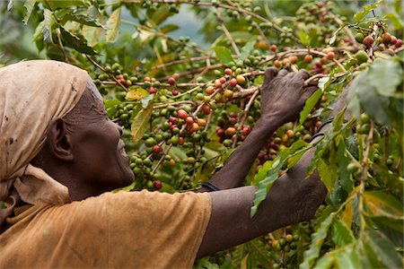 schwarze bohne - Burundi. Eine Frau nimmt Kaffee auf einer Plantage; Kaffee ist Burundis größter Export. Stockbilder - Lizenzpflichtiges, Bildnummer: 862-03887455