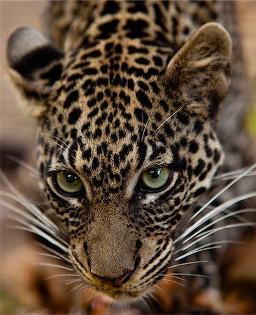 safari a animals - Bujumbura, Burundi. A leopard in the city zoo. Stock Photo - Rights-Managed, Code: 862-03887452