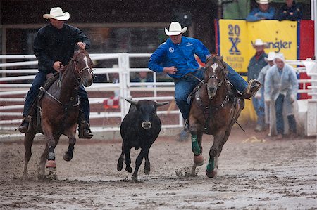 rodeo - Calgary Canada, Rodeo events at the Calgary Stampede Fotografie stock - Rights-Managed, Codice: 862-03887475