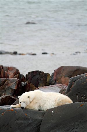 polar bears not people not illustration - Churchill, Manitoba, Canada. A male polar bear lies on rocks beside Hudson Bay, waiting for the pack ice to form. Photographed in late October. Stock Photo - Rights-Managed, Code: 862-03887493