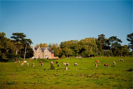 Southwell, England. Traditional grazing farmland. Stock Photo - Rights-Managed, Code: 862-03887621