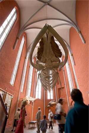 skeletons human not illustration not xray - Skeleton of a fin whale, Marine Museum in the St. Katharines cloister, Stralsund, Mecklenburg-Western Pomerania, Germany Stock Photo - Rights-Managed, Code: 862-03888197