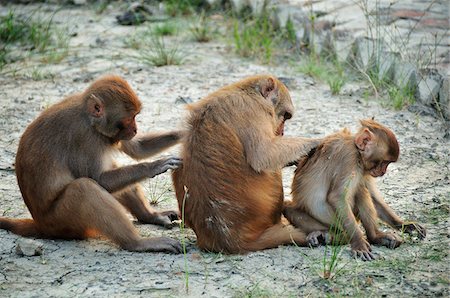 Affen im Sundarbans Nationalpark, Tiger Reserve. Westbengalen Stockbilder - Lizenzpflichtiges, Bildnummer: 862-03888406