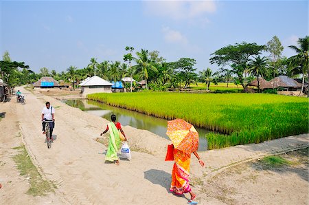 Champs de riz en Dayapur. Parc National des Sundarbans, réserve de tigres. West Bengal, Inde Photographie de stock - Rights-Managed, Code: 862-03888414