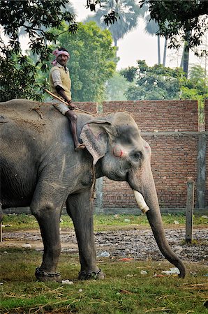 Elephant and mahout. Sonepur Mela, India Stock Photo - Rights-Managed, Code: 862-03888448