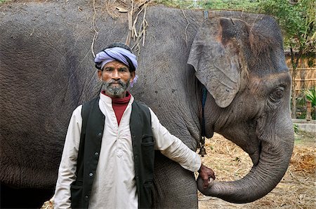 digno - Elephant and mahout. Sonepur Mela, India Foto de stock - Con derechos protegidos, Código: 862-03888450