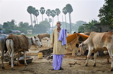 Cow fair at dusk. Sonepur Mela. India Foto de stock - Con derechos protegidos, Código: 862-03888452