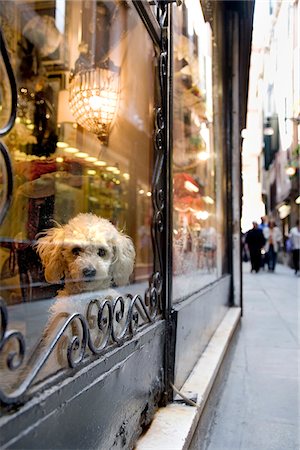 simsearch:862-03888567,k - Dog in a shop window, Venice, Veneto, Italy Stock Photo - Rights-Managed, Code: 862-03888525