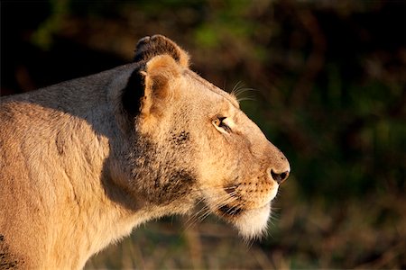 Kenya, Masai Mara. Une lionne progrès volontairement à la lumière du petit matin. Photographie de stock - Rights-Managed, Code: 862-03888661