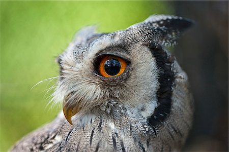 A portrait of a White-faced Scops-Owl, a species of small owl with ear tufts that are raised when the bird is disturbed. Nairobi, Kenya Fotografie stock - Rights-Managed, Codice: 862-03888675