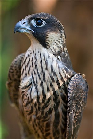 A Lanner Falcon, a common large falcon of the East African region. Nairobi, Kenya Foto de stock - Con derechos protegidos, Código: 862-03888676