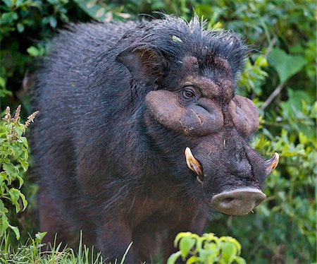 simsearch:862-03807710,k - Un porc géant rarement vu dans le saillant du Parc National Aberdare. Kenya Photographie de stock - Rights-Managed, Code: 862-03888672