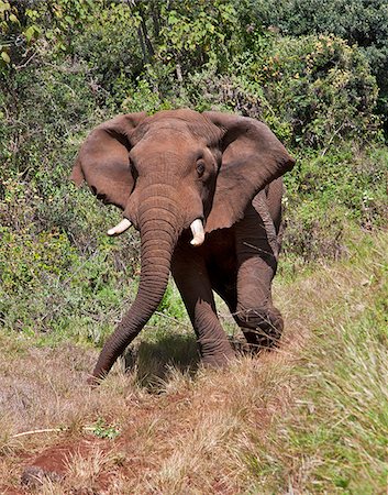 Un éléphant truculent sur une forêt de la voie du Mont Elgon. À cheval sur la frontière de l'Ouganda au Kenya, Elgon est plus ancien et le plus grand volcan solitaire en Afrique de l'est. Photographie de stock - Rights-Managed, Code: 862-03888681