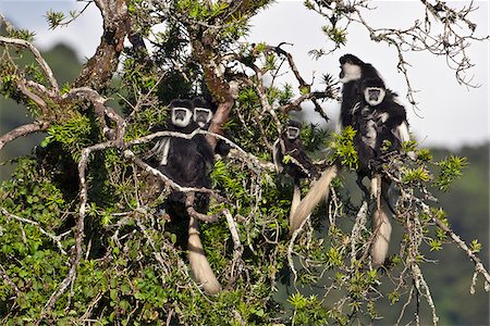 singe (primate) - A family group of black and white Guereza Colobus monkeys in the forests of the Aberdare Mountains. Foto de stock - Con derechos protegidos, Código: 862-03888716