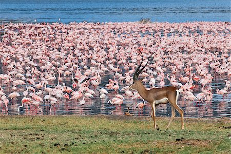 A grants gazelle walks past thousands of lesser flamingos feeding on algae along the shores of Lake Bogoria which is one of a series of alkaline lakes in Kenyas Rift Valley system. Stock Photo - Rights-Managed, Code: 862-03888713