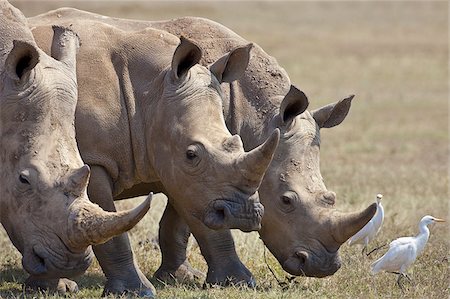 rhinoceros - Cattle Egrets often follow close to white rhinos and other wild animals as they graze the vegetation of open plains. Foto de stock - Con derechos protegidos, Código: 862-03888727