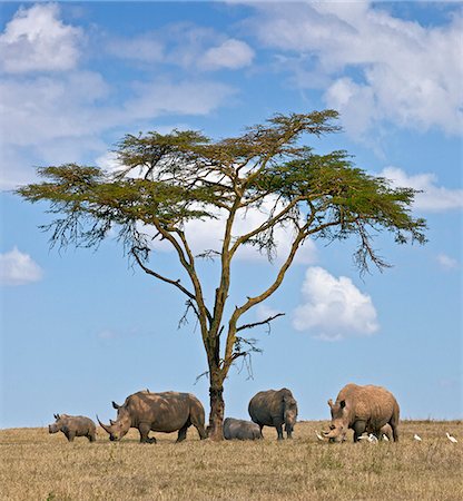 simsearch:862-03807822,k - Vers midi, rhinocéros blancs se rassemblent autour de l'ombre d'un Acacia à sommeiller. Photographie de stock - Rights-Managed, Code: 862-03888728