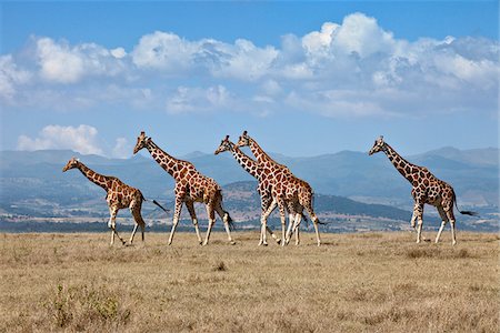 Eine kleine Herde von Reticulated Giraffen überquert eine offene Ebene mit den Aberdare-Bergen im Hintergrund. Stockbilder - Lizenzpflichtiges, Bildnummer: 862-03888733