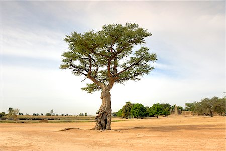 simsearch:862-03888776,k - Sacred tree in Segou, Mali, West Africa Foto de stock - Direito Controlado, Número: 862-03888804