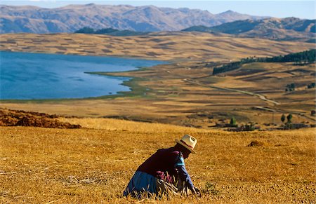 quechua - Pérou, Andes, Cordillerra Urubamba, lac Huaypo, nr Urubamba. Une femme Quechua dans le village de Cheqqueroco a tendance champs près de la rive nord du lac Huaypo. Photographie de stock - Rights-Managed, Code: 862-03888974