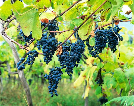 fruit portugal - Grapes during harvesting in Madeira island, Portugal Stock Photo - Rights-Managed, Code: 862-03889017