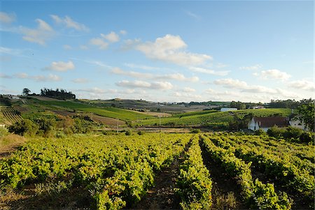 portuguese farm - Vineyards in Carvoeira. Oeste region, Portugal Stock Photo - Rights-Managed, Code: 862-03889035