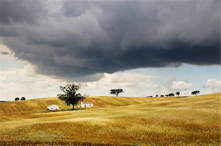 The vast plains of Alentejo with cork trees. Portugal is the world's most big producer of cork Foto de stock - Direito Controlado, Número: 862-03889044