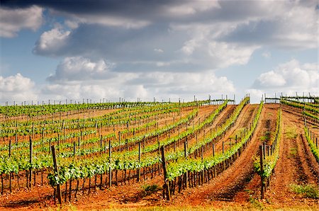 Vineyards in the wine growing plains of Alentejo, Portugal Foto de stock - Direito Controlado, Número: 862-03889196