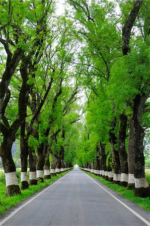 Trees on both sides of a road, Marvao, Portugal Stock Photo - Rights-Managed, Code: 862-03889190