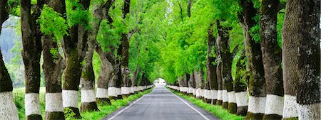 Trees on both sides of a road, Marvao, Portugal Stock Photo - Rights-Managed, Code: 862-03889191