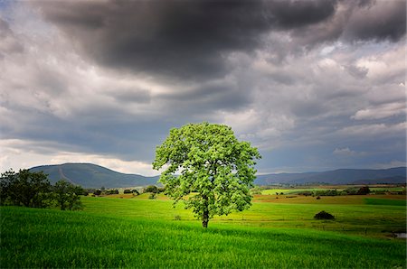Oak tree in a plain, Portugal Stock Photo - Rights-Managed, Code: 862-03889192