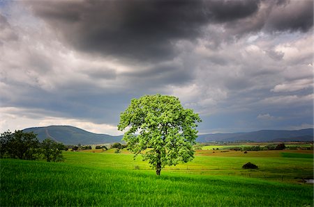 portuguese farm - Oak tree in a plain, Portugal Stock Photo - Rights-Managed, Code: 862-03889192